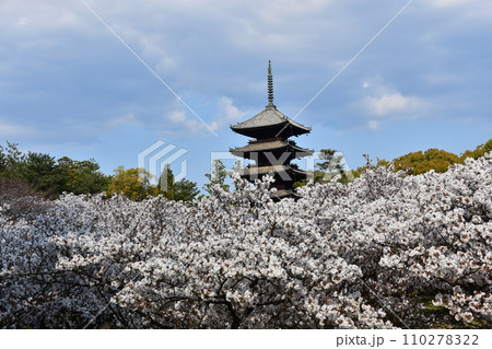 日本の春の京都　世界遺産の仁和寺　満開の御室桜と重要文化財の五重塔と美しい青空 110278322