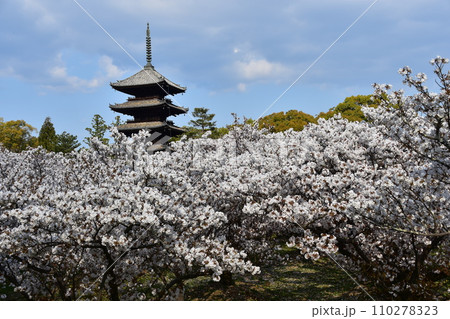 日本の春の京都　世界遺産の仁和寺　満開の御室桜と重要文化財の五重塔と美しい青空 110278323