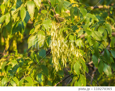 Close up of seeds of the ash, or European ash or common ash, Fraxinus excelsior. 110278365