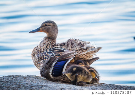 Adult duck with many ducklings sits on green shore of pond 110278387