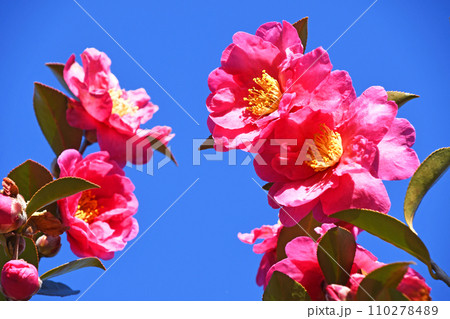 サザンカ（山茶花） 110278489