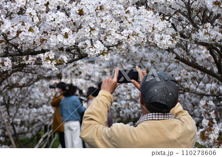 日本の春の京都　世界遺産の仁和寺　満開の御室桜と花見をする観光客　スマフォで撮影する帽子を被った男性 110278606