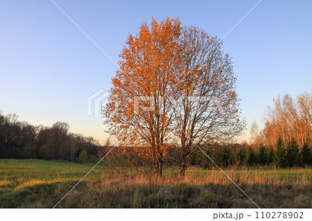 Scenic nature view. Autumn landscape in Latvia. Scenic nature view. Autumn landscape in Latvia. 110278902
