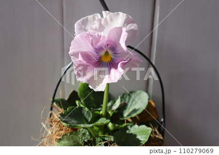 おしゃれなフリルパンジーの花びら おしゃれなフリルパンジーの花びら 110279069
