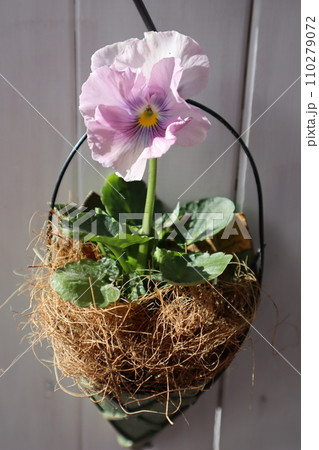 フリルパンジーをリメイク缶に植える フリルパンジーをリメイク缶に植える 110279072