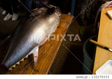 脂乗り最高な丸々太った本鮪 110279153