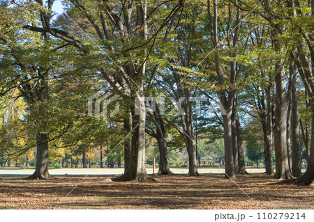 小金井公園の雑木林 110279214