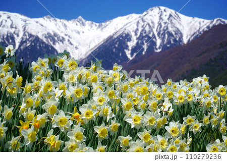 水仙と中央アルプス【長野県駒ヶ根市】 水仙と中央アルプス【長野県駒ヶ根市】 110279236