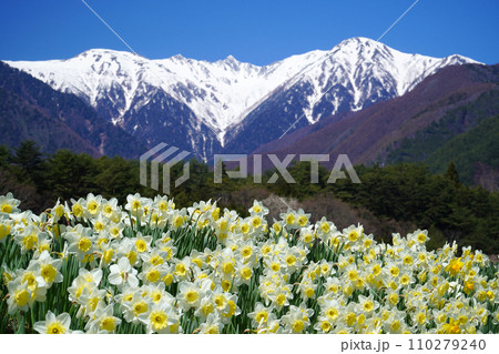 水仙と中央アルプス【長野県駒ヶ根市】 水仙と中央アルプス【長野県駒ヶ根市】 110279240