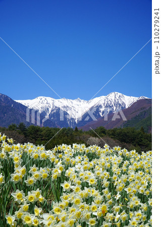 水仙と中央アルプス【長野県駒ヶ根市】 水仙と中央アルプス【長野県駒ヶ根市】 110279241