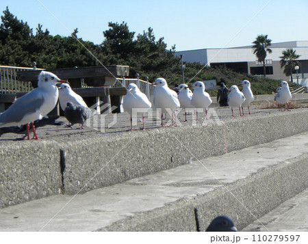 検見川浜へ来た冬の渡り鳥ユリカモメ 検見川浜へ来た冬の渡り鳥ユリカモメ 110279597