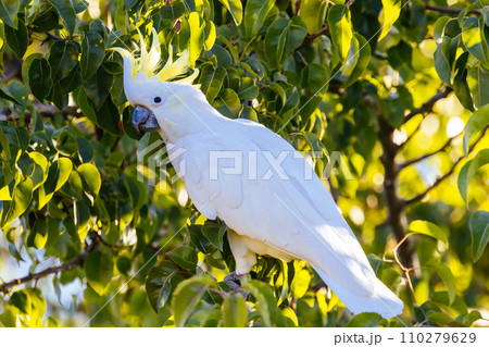 Wild Cockatoo Eating in Australia 110279629