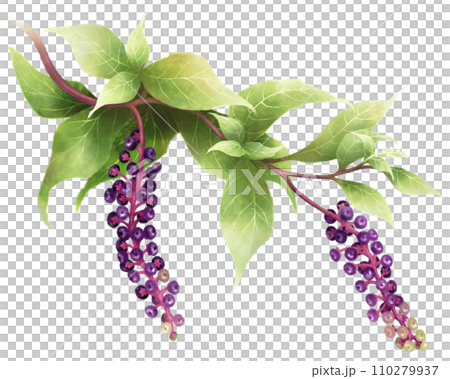 西式山牛肉 110279937