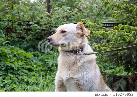 Big white dog sitting on the grass Big white dog sitting on the grass 110279952