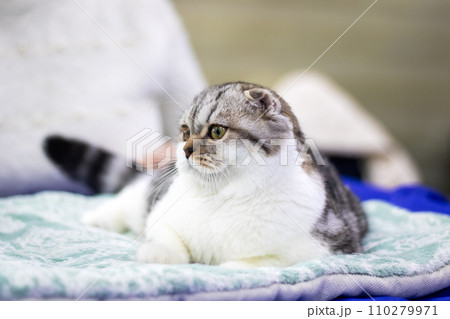 Scottish fold kitten closeup portrait at home 110279971