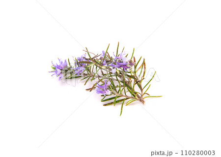 Rosemary sprig flowering isolated on white background. Aromatic evergreen shrub 110280003