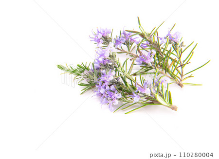 Rosemary sprig flowering isolated on white background. Aromatic evergreen shrub 110280004
