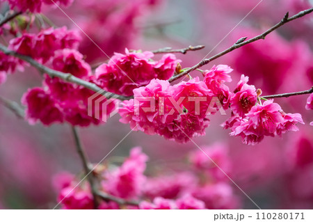 桜 さくら サクラ 110280171