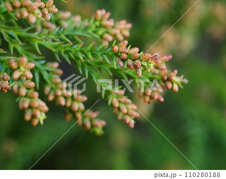 スギの雄花のクローズアップ（杉の枝先の花序） 110280188