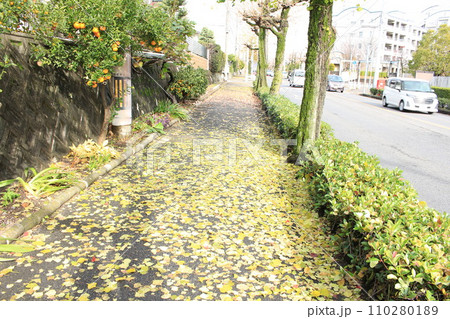 銀杏の葉が敷き詰められた歩道 銀杏の葉が敷き詰められた歩道 110280189