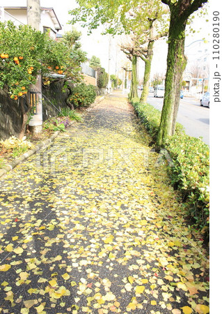 銀杏の落ち葉のある石畳の道 銀杏の落ち葉のある石畳の道 110280190