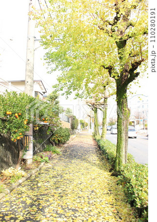 銀杏のある道 銀杏のある道 110280191