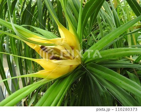 東南アジア原産のつる性植物「ツルアダン」の花 東南アジア原産のつる性植物「ツルアダン」の花 110280373