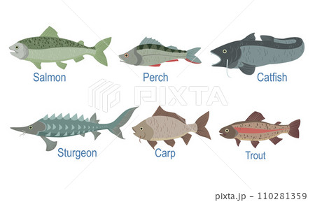 Collection of Fish Species with Name Subscription, Salmon, Perch, Catfish, Sturgeon, Carp, Trout Vector Illustration Collection of Fish Species with Name Subscription, Salmon, Perch, Catfish, Sturgeon, Carp, Trout Vector Illustration 110281359