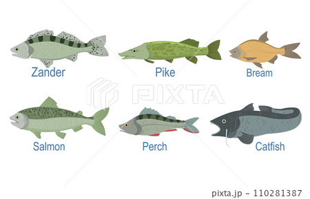 Collection of Fish Species with Name Subscription, Zander, Pike, Bream , Salmon, Perch, Catfish Vector Illustration 110281387