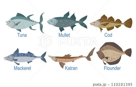 Collection of Fish Species with Name Subscription, Tuna, Mullet, Cod, Markel, Catran, Flounder Vector Illustration Collection of Fish Species with Name Subscription, Tuna, Mullet, Cod, Markel, Catran, Flounder Vector Illustration 110281395
