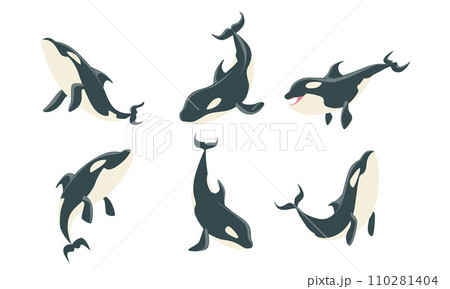 Killer Whales Set, Orca or Toothed Whale, Marine Mammal Animal Leaping Out of Water Vector Illustration 110281404