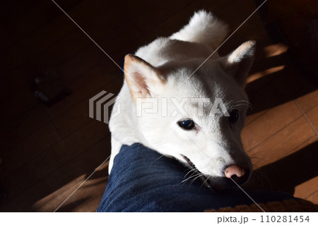 足にしがみつく白い柴犬 110281454