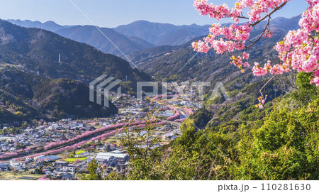 河津城跡公園の展望台 山頂に咲く河津桜と展望台の景色【静岡県・河津町】 河津城跡公園の展望台 山頂に咲く河津桜と展望台の景色【静岡県・河津町】 110281630