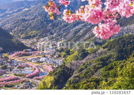 河津町の桜景色を河津城跡公園から眺める【静岡県】 110281637