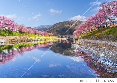 春の河津町　河津川沿いに咲く河津桜【静岡県】 110281655