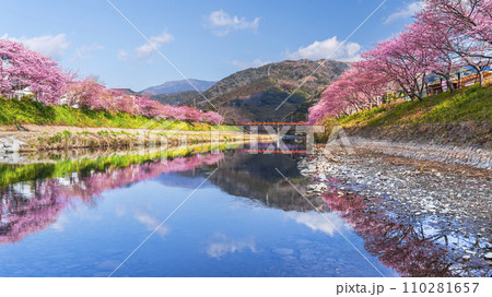 河津町の春景色 河津川沿いに咲く河津桜【静岡県】 河津町の春景色 河津川沿いに咲く河津桜【静岡県】 110281657
