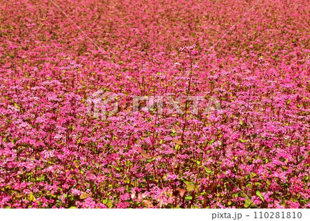 長野県 伊那高原赤そばの里の満開赤そばの花 長野県 伊那高原赤そばの里の満開赤そばの花 110281810