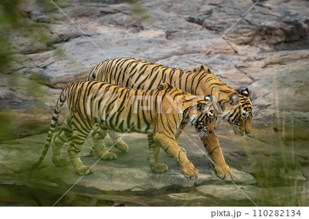 Wild female bengal tiger panthera tigris mother Loving moment with cub stroll walking together in territory morning safari at ranthambore national park forest reserve sawai madhopur rajasthan india 110282134