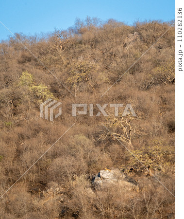 wild male leopard or panther or panthera pardus resting on big rock on hills or mountains landscape background in summer season evening safari at jhalana leopard reserve jaipur rajasthan india asia wild male leopard or panther or panthera pardus resting on big rock on hills or mountains landscape background in summer season evening safari at jhalana leopard reserve jaipur rajasthan india asia 110282136