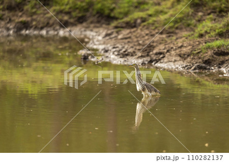 Indian Pond Heron or Ardeola grayii with reflection in shallow water or wetland of keoladeo national park or bharatpur bird sanctuary rajasthan india asia Indian Pond Heron or Ardeola grayii with reflection in shallow water or wetland of keoladeo national park or bharatpur bird sanctuary rajasthan india asia 110282137