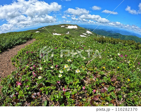 東焼石岳山頂の高山植物花畑 東焼石岳山頂の高山植物花畑 110282370