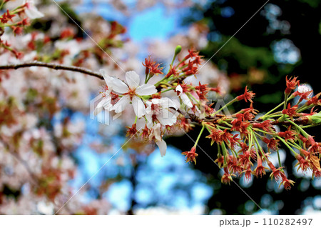 【春イメージ】散り始めた桜の枝のアップ 【春イメージ】散り始めた桜の枝のアップ 110282497
