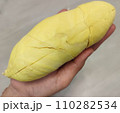Closeup lady hand holding yellowish organic riped durian isolated on grey background, Southeast asia tropical smell fruit 110282534