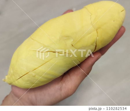 Closeup lady hand holding yellowish organic riped durian isolated on grey background, Southeast asia tropical smell fruit Closeup lady hand holding yellowish organic riped durian isolated on grey background, Southeast asia tropical smell fruit 110282534