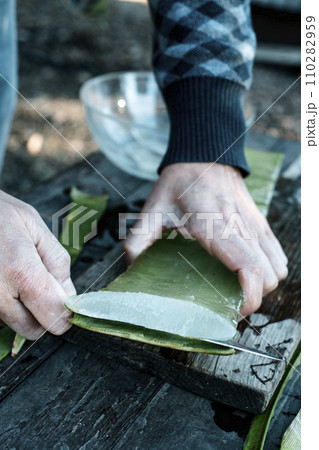 man extracting the gel of a leaf of aloe vera 110282959