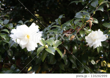 白い花 110282999