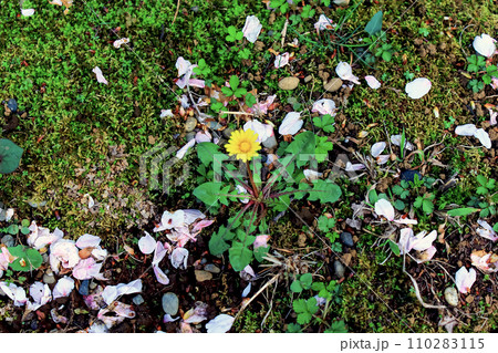 【春イメージ】タンポポと散った桜の花びら 【春イメージ】タンポポと散った桜の花びら 110283115