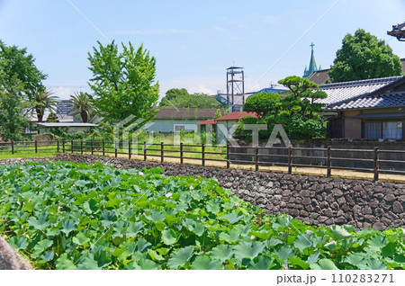 お堀に蓮の花咲く大分県中津城 110283271