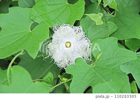 草地で夜から朝に咲くキカラスウリの白い花 草地で夜から朝に咲くキカラスウリの白い花 110283305