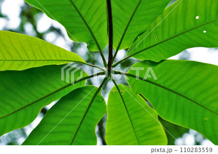 和賀岳登山道の新緑の葉の裏 110283559